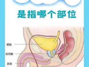 男性健康专家提醒：看完小视频感觉睾丸发胀，可能是前列腺在求救