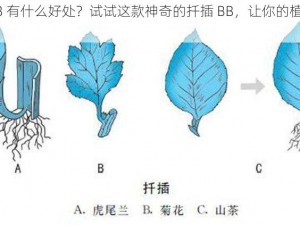 扦插 BB 有什么好处？试试这款神奇的扦插 BB，让你的植物繁殖更轻松