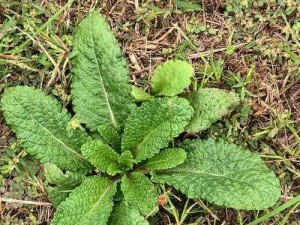 绿巨人樱桃荔枝青青草，口感香甜，富含营养，能补充人体所需元素，提高免疫力