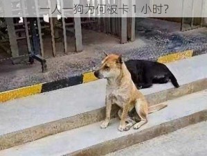 一人一狗为何被卡 1 小时？