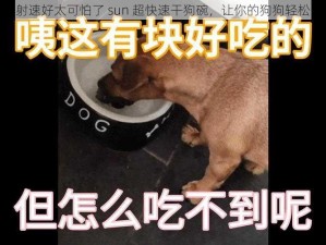 狗狗射速好太可怕了 sun 超快速干狗碗，让你的狗狗轻松喝水