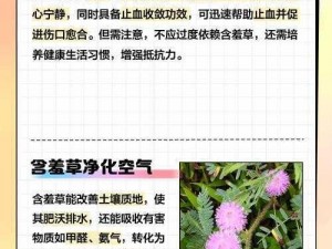 含羞草、四叶草、三叶草有什么异同点？