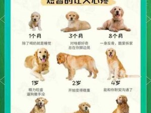 我的家犬为何晚归 4 小时？