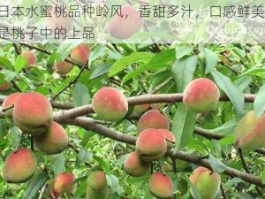 日本水蜜桃品种岭风，香甜多汁，口感鲜美，是桃子中的上品