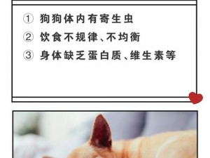 狗狗真的粗大好充实吗？为什么我的狗狗看起来营养不良？