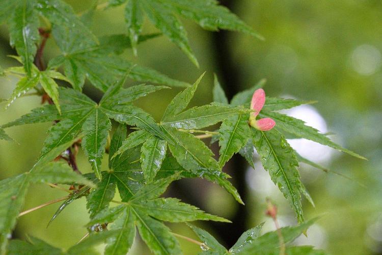 松岛枫种子，优质植物种子，让你在家中也能欣赏到美丽的风景