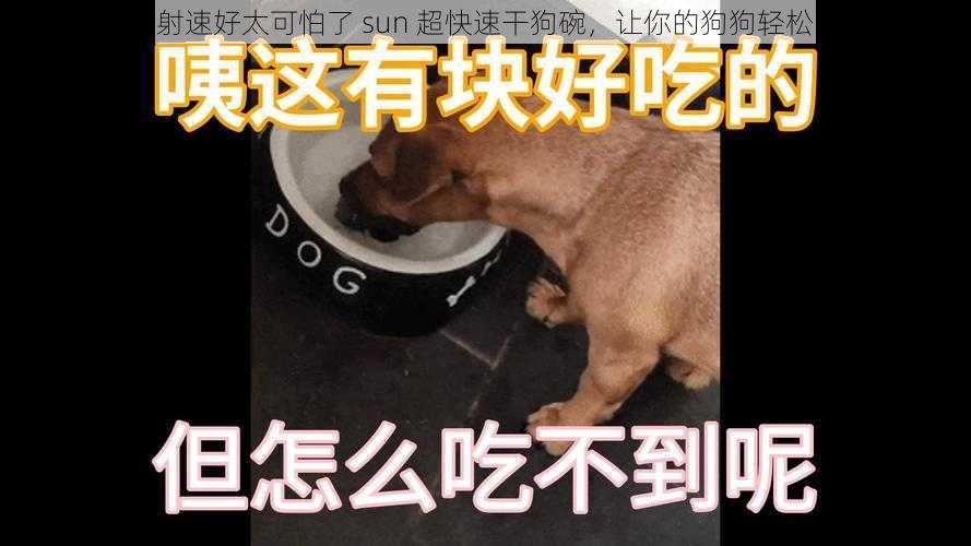 狗狗射速好太可怕了 sun 超快速干狗碗，让你的狗狗轻松喝水