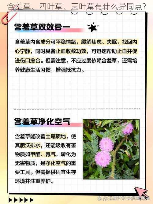 含羞草、四叶草、三叶草有什么异同点？