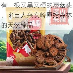 有一根又黑又硬的蘑菇头，来自大兴安岭原始森林的天然臻品