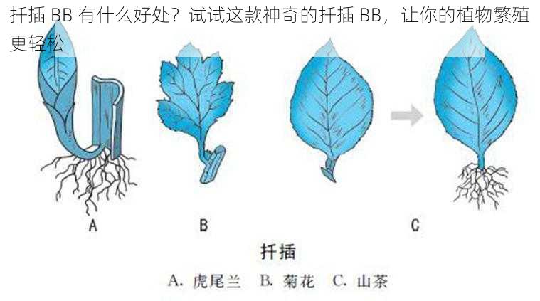 扦插 BB 有什么好处？试试这款神奇的扦插 BB，让你的植物繁殖更轻松