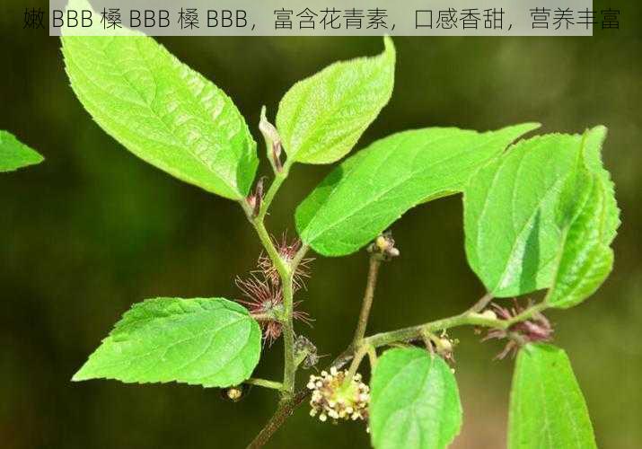 嫩 BBB 槡 BBB 槡 BBB，富含花青素，口感香甜，营养丰富