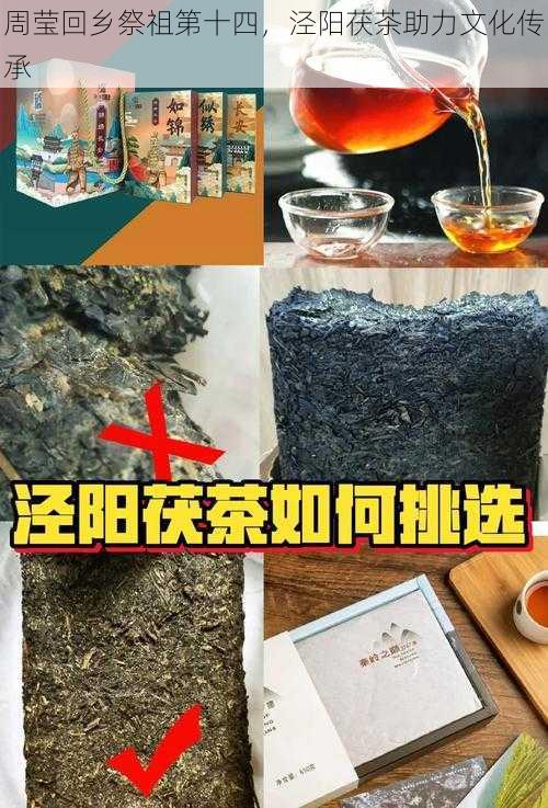 周莹回乡祭祖第十四，泾阳茯茶助力文化传承