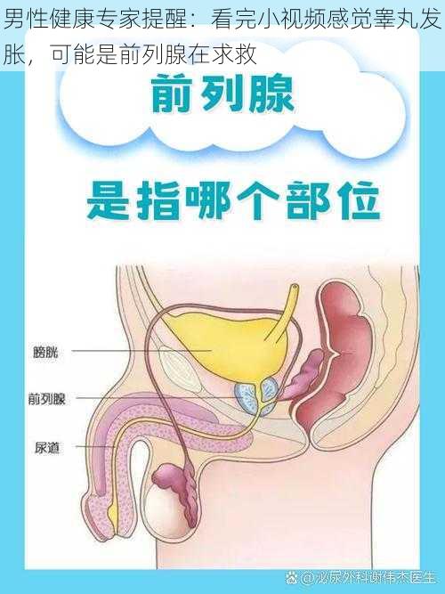 男性健康专家提醒：看完小视频感觉睾丸发胀，可能是前列腺在求救