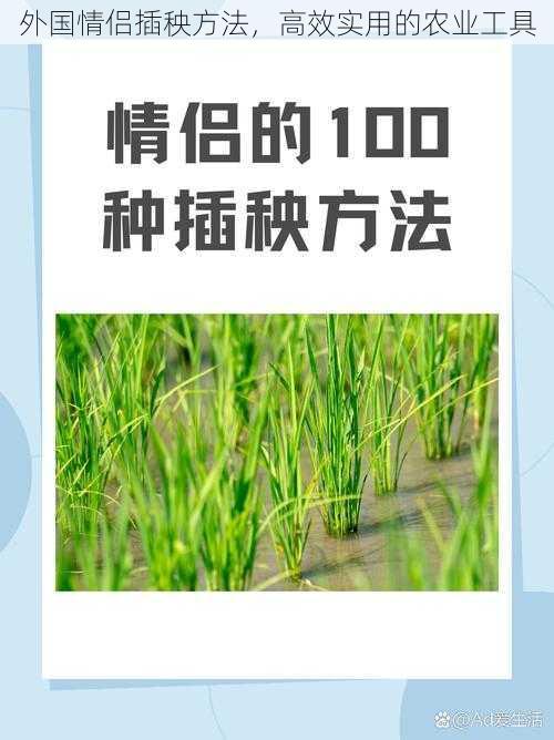 外国情侣插秧方法，高效实用的农业工具