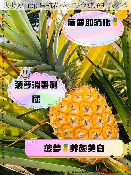 大菠萝 app 导航花季，畅享纯净视觉体验