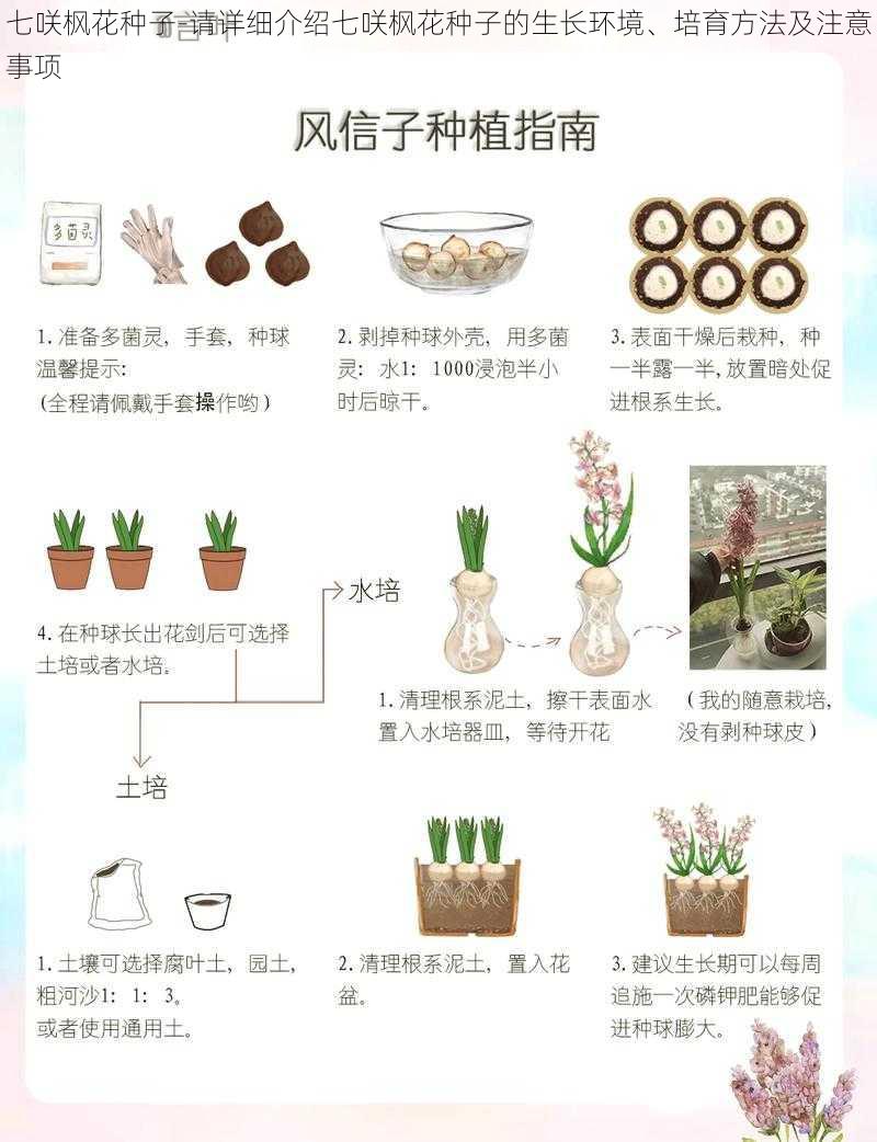 七咲枫花种子-请详细介绍七咲枫花种子的生长环境、培育方法及注意事项