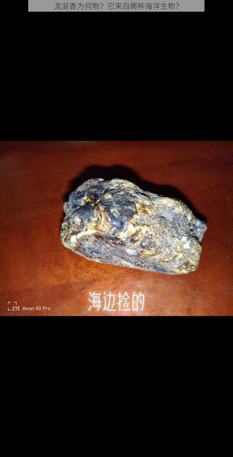 龙涎香为何物？它来自哪种海洋生物？