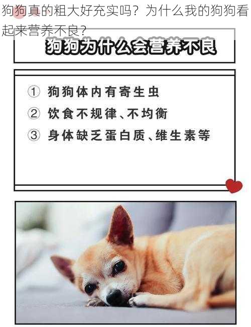 狗狗真的粗大好充实吗？为什么我的狗狗看起来营养不良？