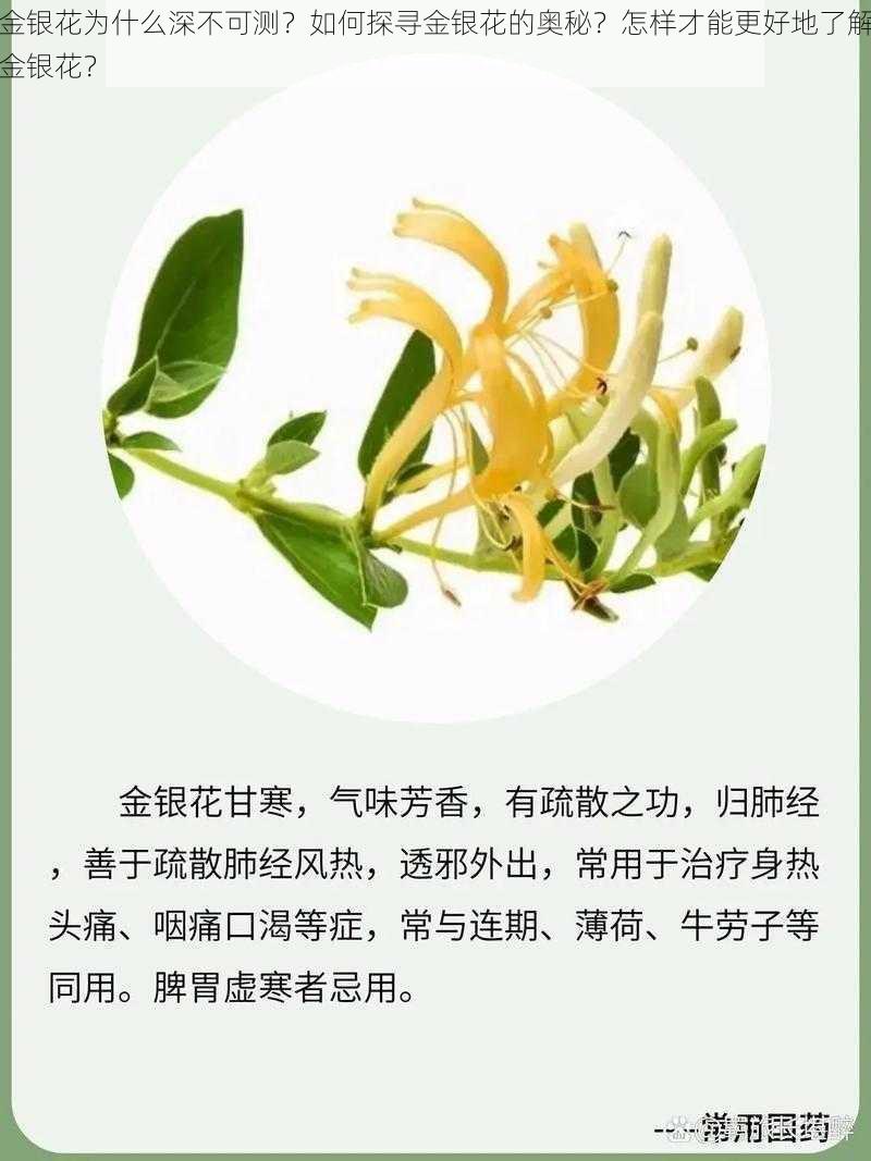 金银花为什么深不可测？如何探寻金银花的奥秘？怎样才能更好地了解金银花？