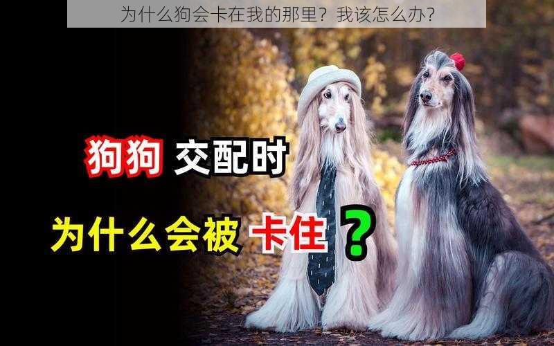 为什么狗会卡在我的那里？我该怎么办？