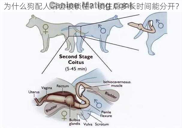 为什么狗配人后会被锁住？锁住后多长时间能分开？