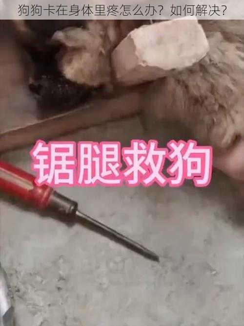 狗狗卡在身体里疼怎么办？如何解决？